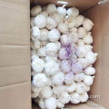 Aglio bianco shandong bianco sbucciato